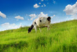 cow 33