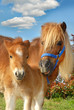 pony20