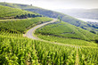 grand cru vineyard, Côte Rotie, Rhône-Alpes, France