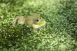 green frog