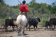 Gardian camarguais 2
