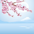 Cherry blossom blue sky Cherry blossom blue sky