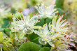 Lindenblüten-Nahaufnahme-platyphyllos Tilia