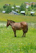 cheval solitaire dans un pré