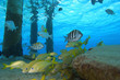 Schooling tropical fish, Cozumel, Mexico