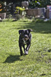 Staffy