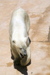 Orso polare