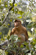 Proboscis monkey, Borneo