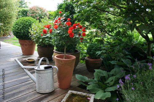 roter Rosenstamm auf der Terrasse