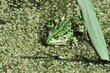 Green Frog