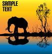 Elephant Dawn