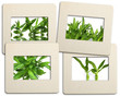 diapositives de bulbes d'aloès diapositives de bulbes d'aloès