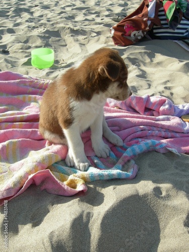 Photo: cucciolo in spiaggia cucciolo in spiaggia