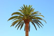 Kanarische Dattelpalme,Phoenix canariensis,Mallorca,Spanien