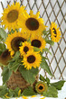Photo: Sonnenblumen Sonnenblumen