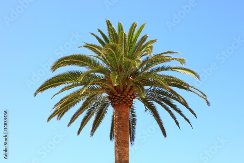 Kanarische Dattelpalme,Phoenix canariensis,Mallorca,Spanien Kanarische Dattelpalme,Phoenix canariensis,Mallorca,Spanien