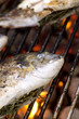 Grillfisch 01