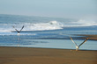 Seagulls Looking For fOOD
