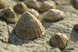 limpit shells at the beach