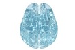 Illustration: Glass 3D view of the human brain Glass 3D view of the human brain