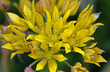 Allium moly Jeannine, Gelber Zierlauch