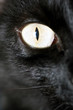 Katze im Profil