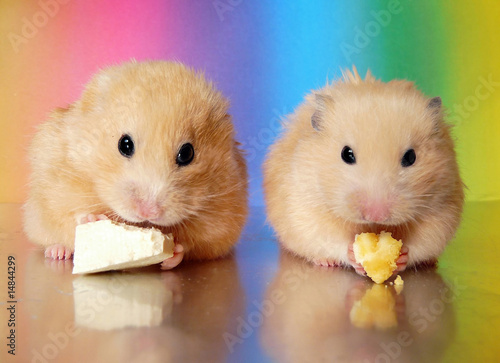 Photo: Two syrian hamsters eating together side by side Two syrian hamsters eating together side by side