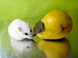 Winterwhite dwarf hamster and pear