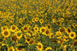 Sonnenblumenfeld