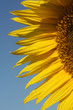 Detailansicht einer Sonnenblume