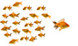 gold fish concept