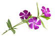 Major Vinca