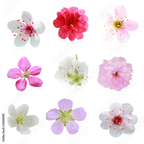 Photo: Blossom Collection Blossom Collection