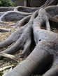 Gnarled tree trunk