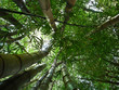 Bamboo Forest Bamboo Forest
