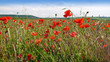 Blühender Klatmohn auf einem Kornfeld