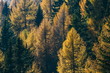 Pine silhuette Pine silhuette