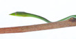 green snake