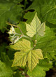 Jeune pousse de vigne