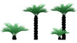 Illustration of palms Illustration of palms