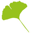 ginkgo biloba ginkgo biloba