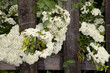 blossom hawthorn