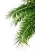 Palme