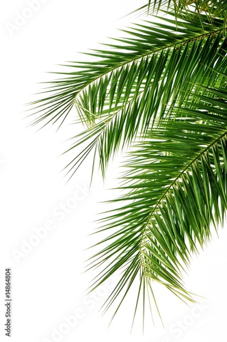 Photo: Palme Palme