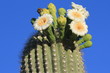Saguaro flowers