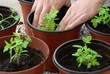 Planting tomato seedlings in pots