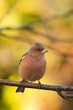 a male chaffinch in autumn colours
