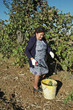 La vendemmia