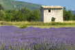 Provance lavander field