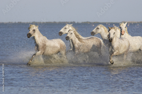 Photo: Chevaux de Camargue Chevaux de Camargue